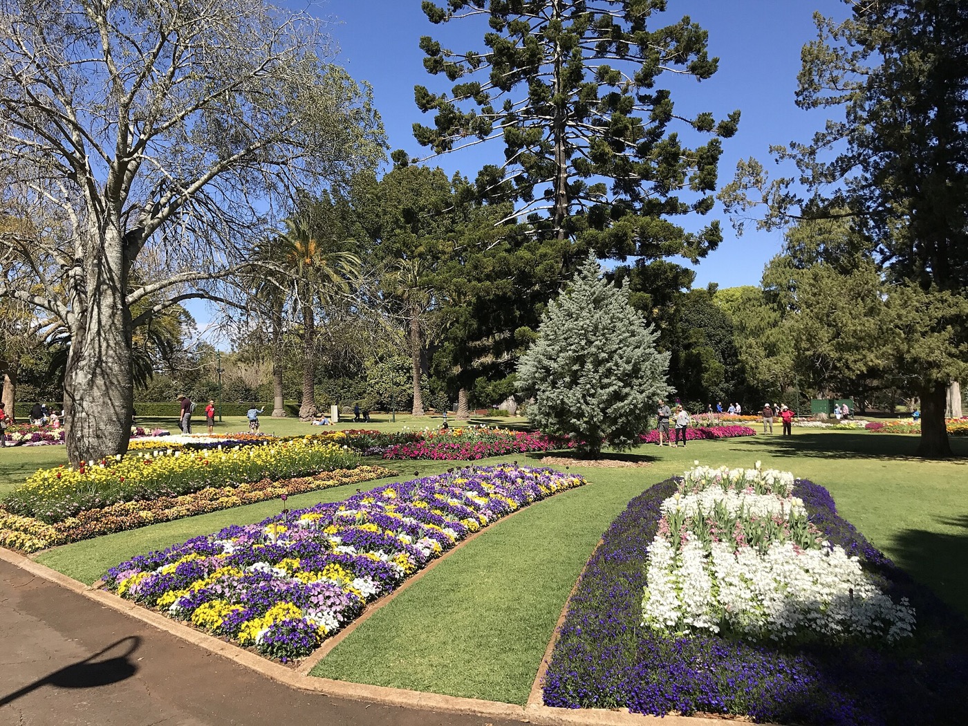 Massed spring flowers in the Toowoomba Botanic Gardens