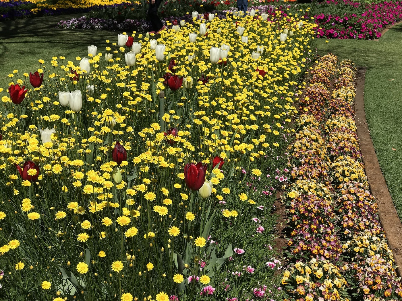 Spring flower displays in Toowoomba