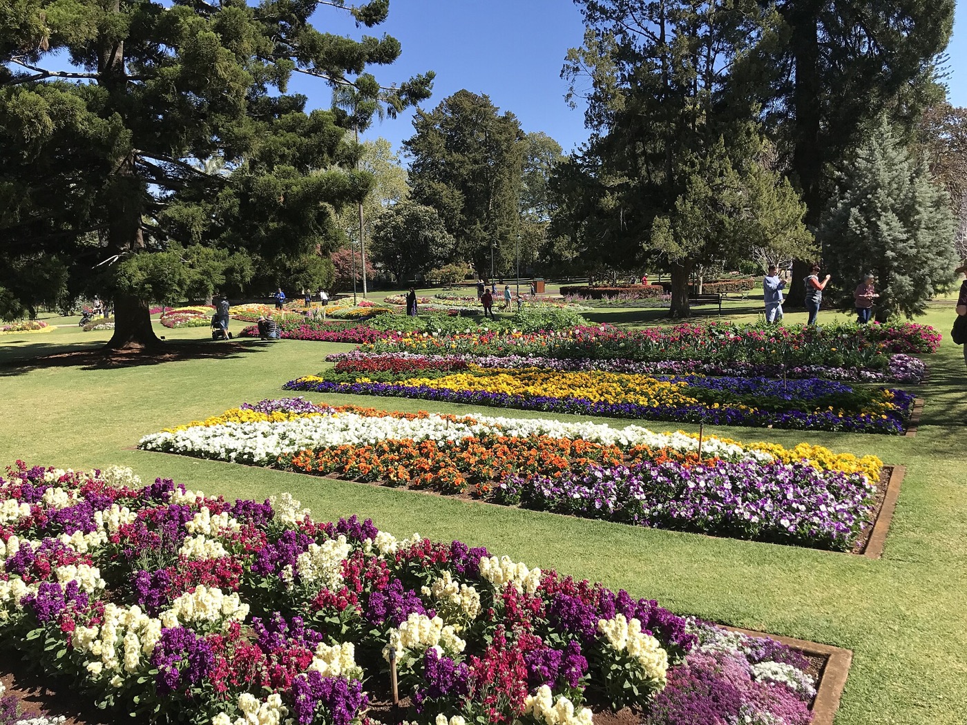 Spring flower display at the Toowoomba Carnival of Flowers